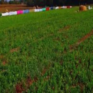 Moong seed treatment before sowing benefits