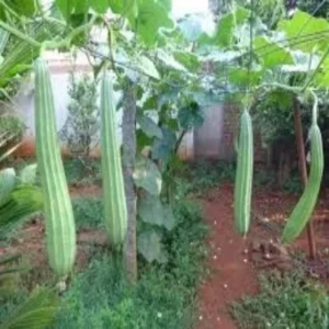 Organic sarputiya farming success story