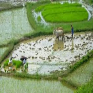 Organic sindoor farming success story