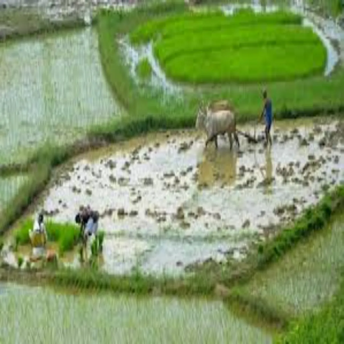 Organic farming success story organic farming