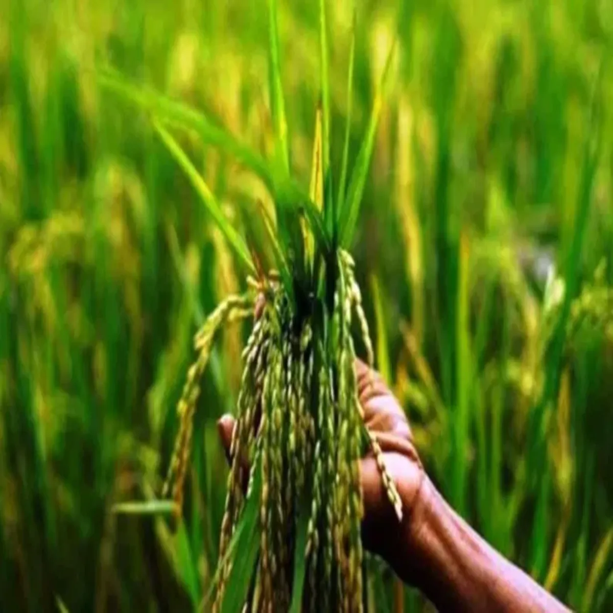 Paddy farming paddy farming smy men