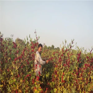 Pushkar rose farming weather relief