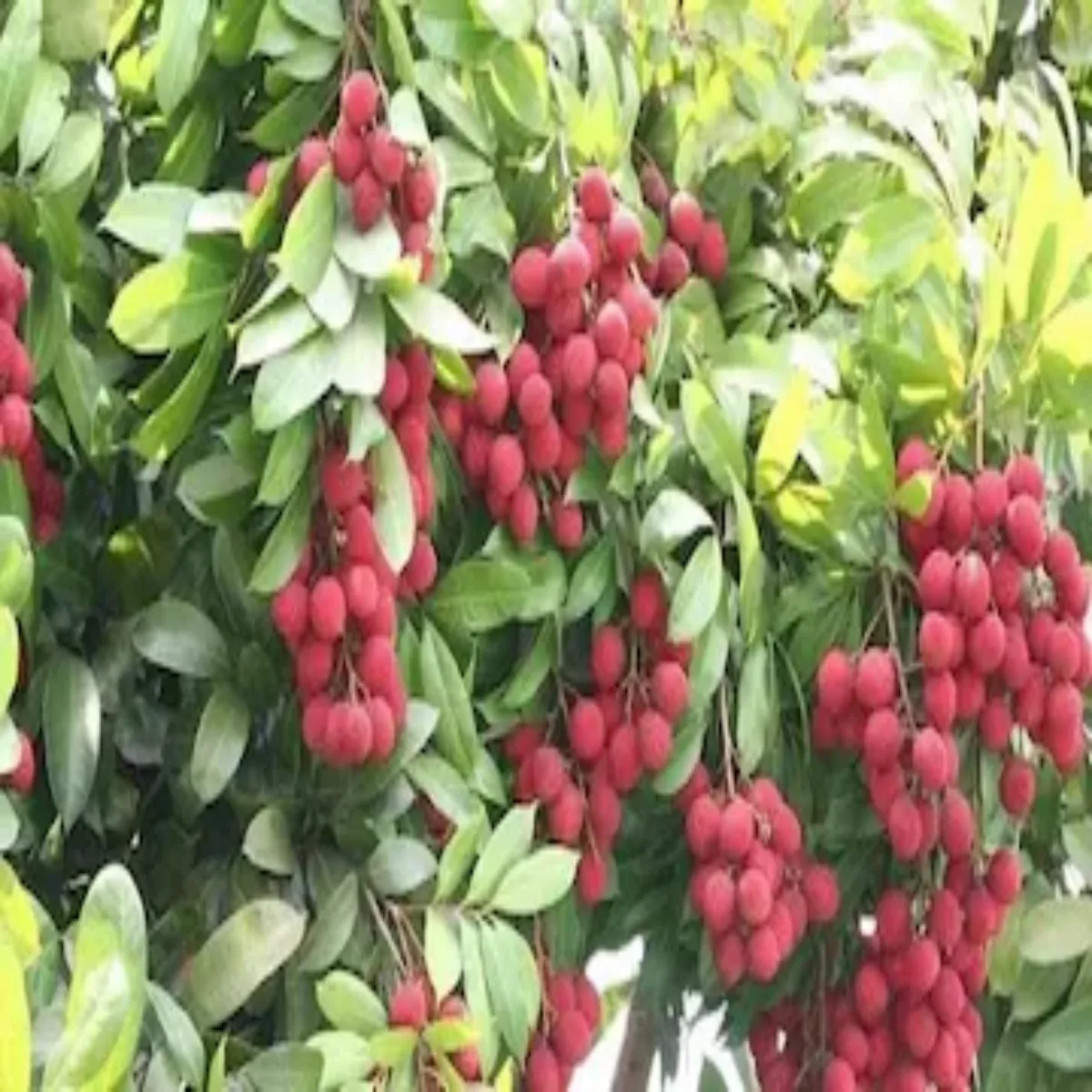 Litchi farming litchi farming rajsthan grm