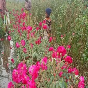 Rose farming profit in extreme heat