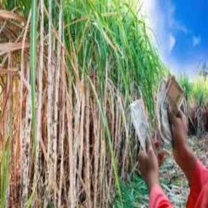Sugarcane farming changed farmer economy