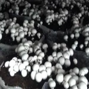 Summer mushroom farming better production