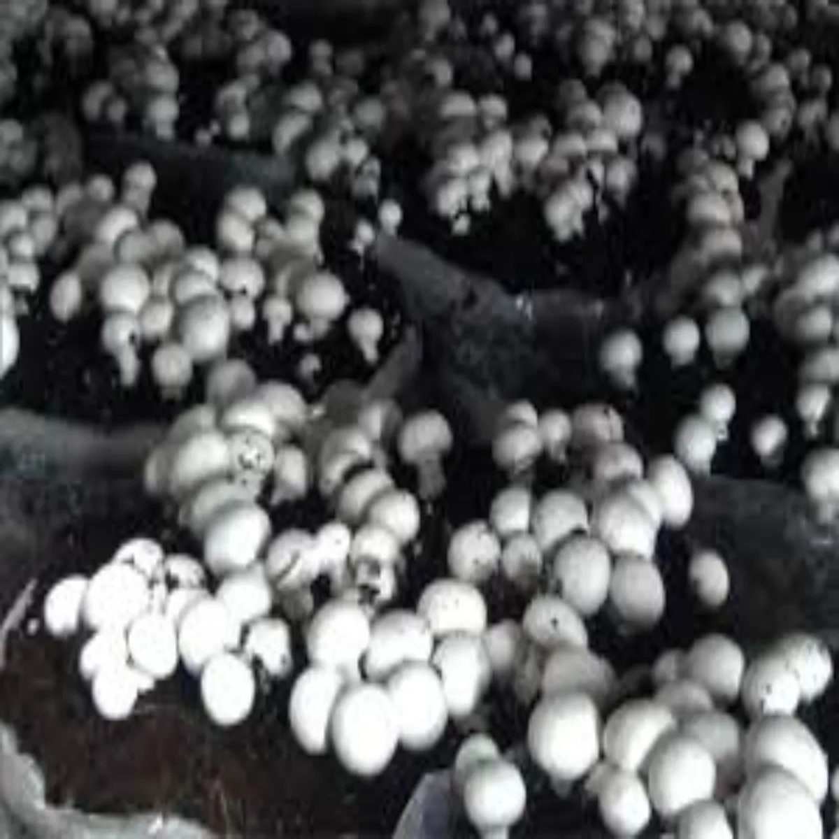 Mushroom mushroom grmi mausm men bhi