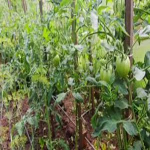Tomato farming profit lakhimpur kheri