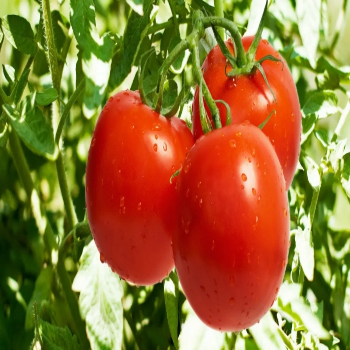 Farming success story farming success story