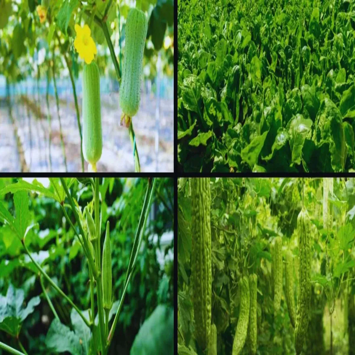 Vegetablefarming vegetablefarming kisanon lie behd labhdayk