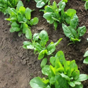 Agra spinach supply to multiple states
