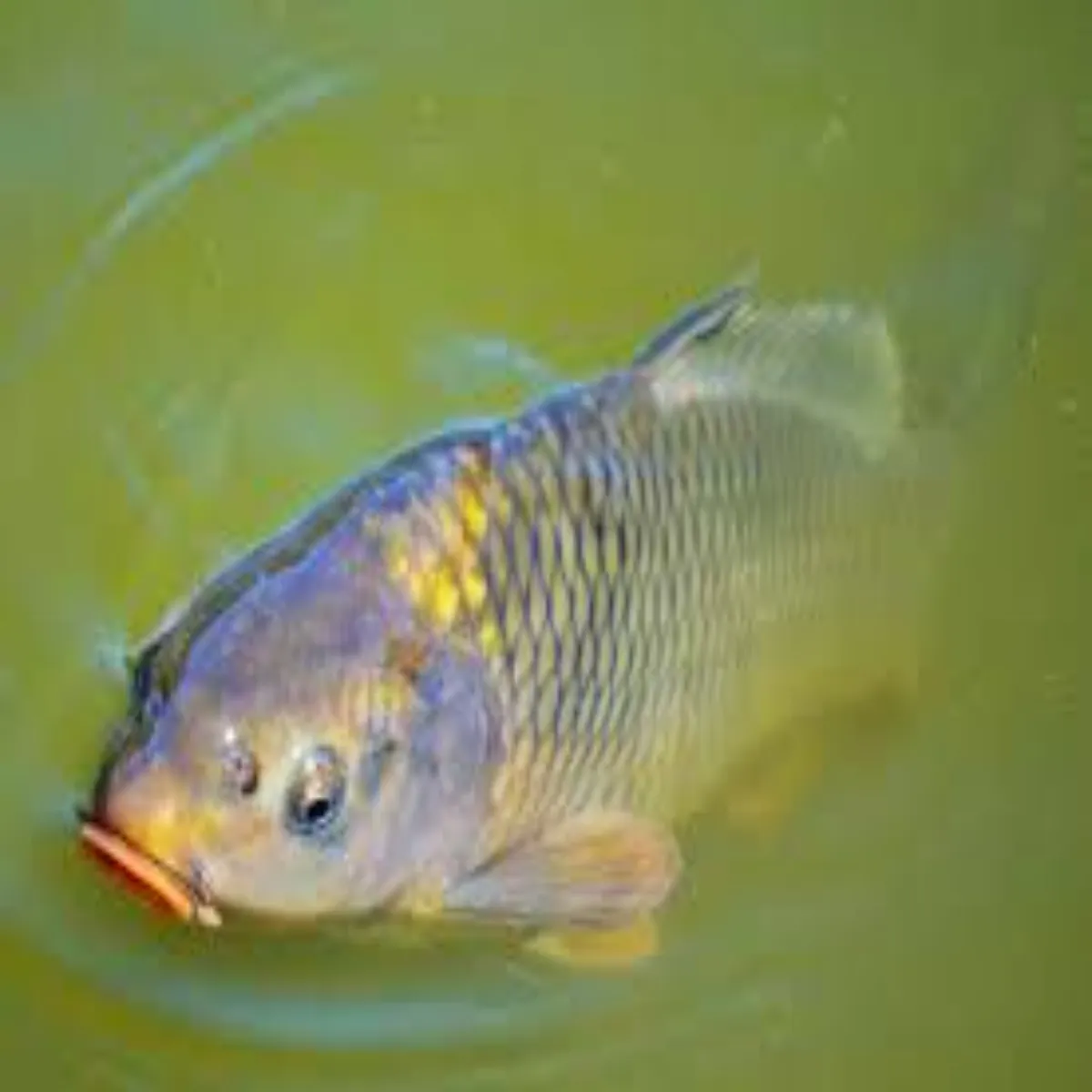 Aquaculture aquaculture janen mansun men mchhli