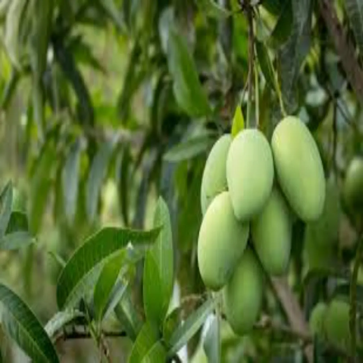 Mango farming mango farming mansun phle