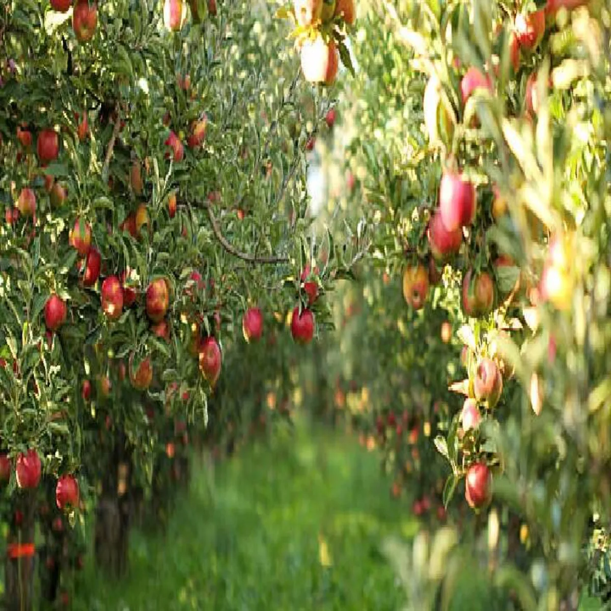 Apple farming apple farming bihar men
