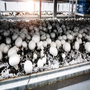 Bihar woman mushroom farming success