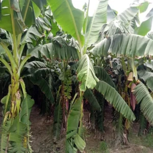 Bitter gourd farming success story