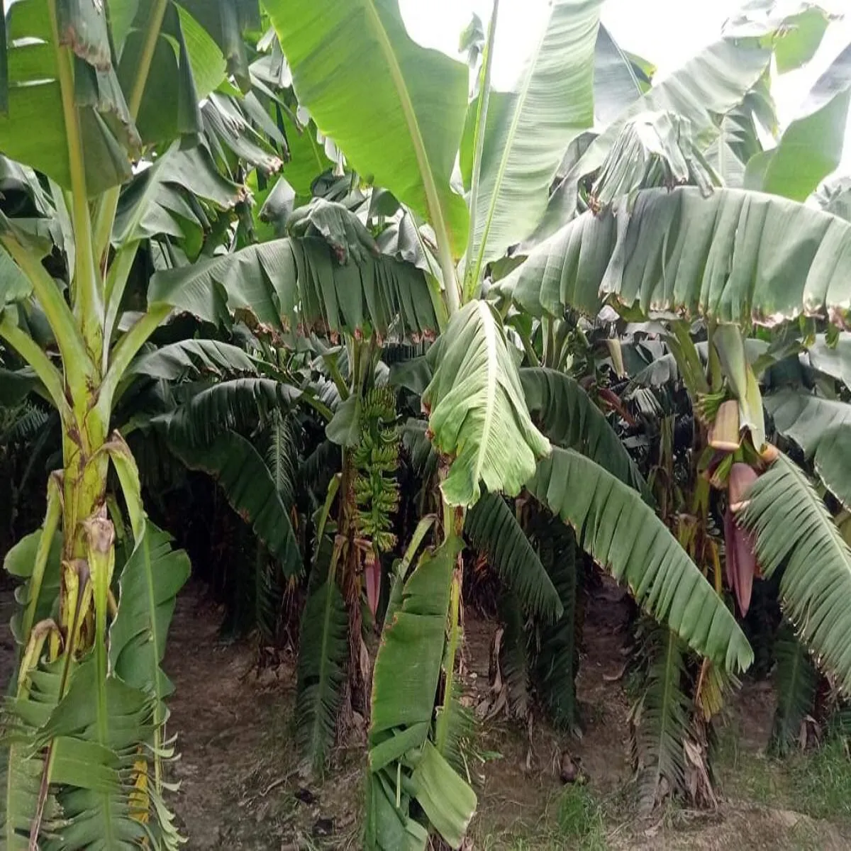 Agriculture success story agriculture success story