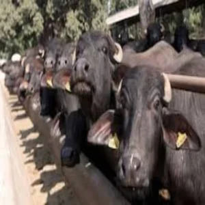 Dairy scheme murrah buffalo subsidy benefits