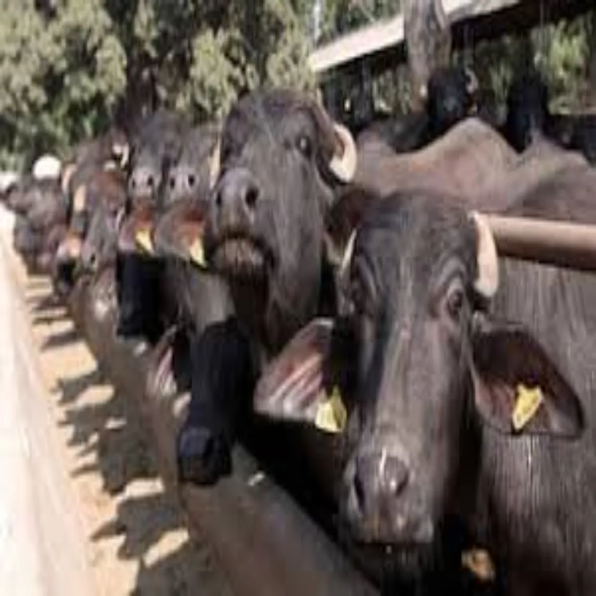 Dairy scheme dairy scheme murra bhains