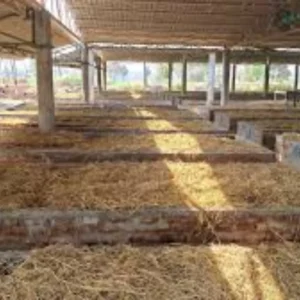 Darbhanga farmer vermicompost success story
