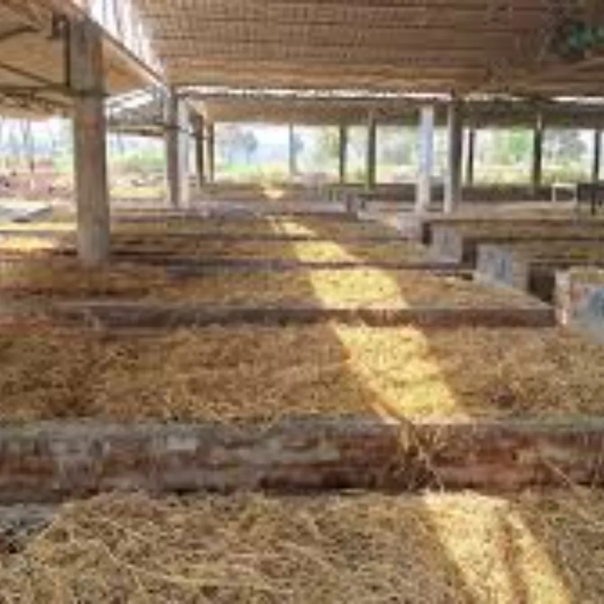 Organic farming organic farming drbhnga kisan
