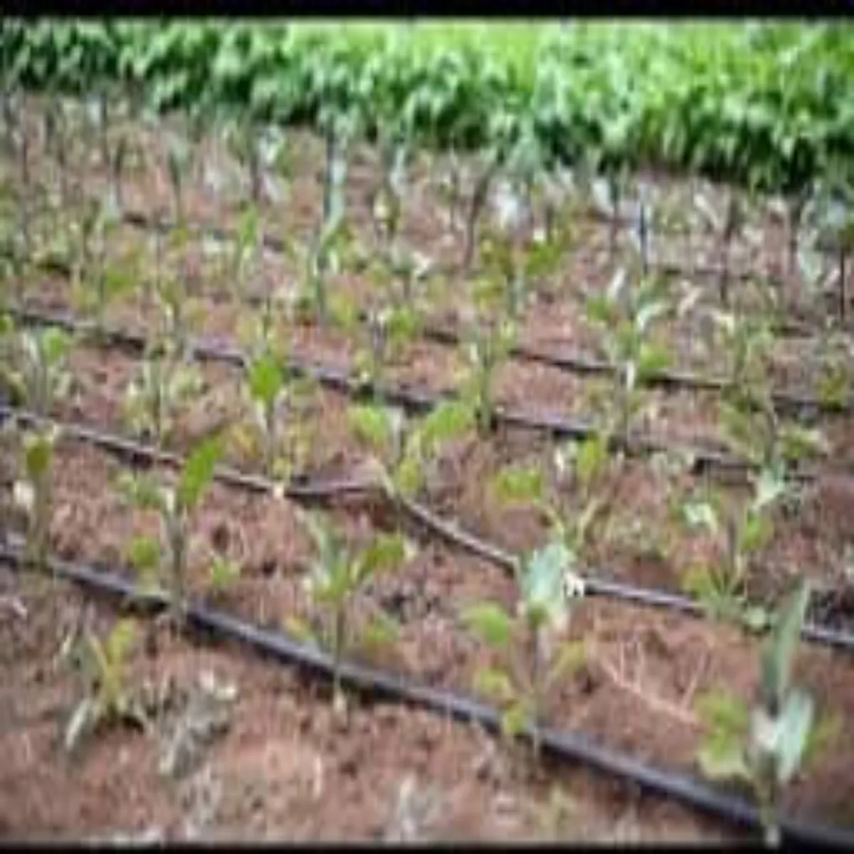 Agriculture agriculture drip sinchaee gnna kheti