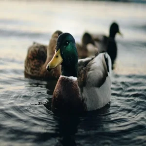 Duck farming low investment income