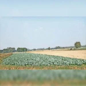 Farmer success in vegetable farming