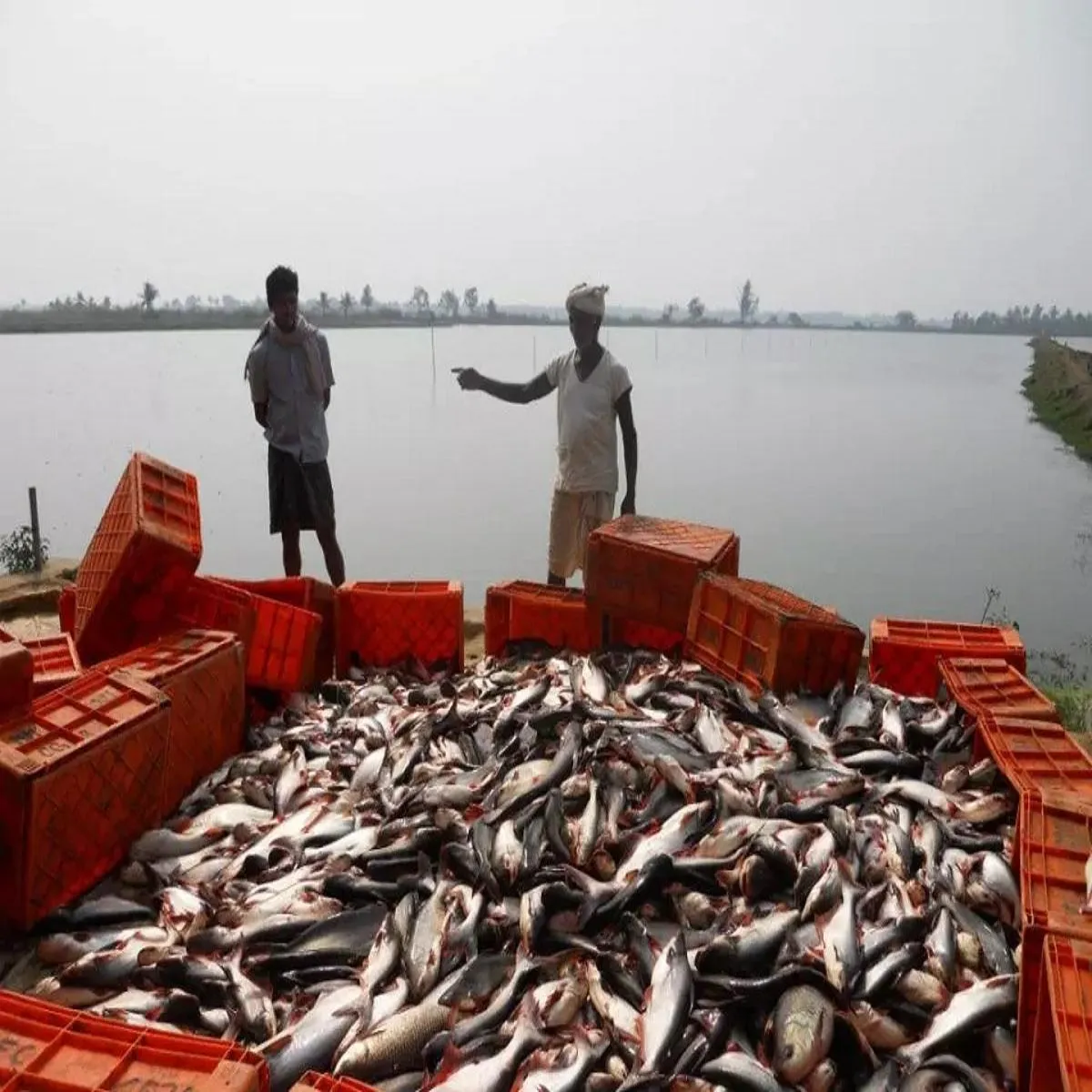 Aquaculture aquaculture mtsy palkon bima surksha