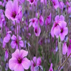 Geranium farming high income crop