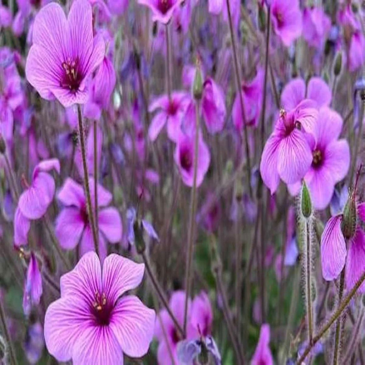 Geranium farming geranium farming pani men