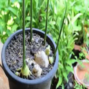 Grow ginger in pot at home