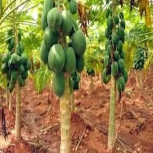 Jackfruit papaya cabbage mixed farming income