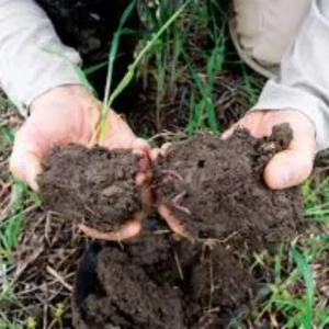 Jaggery cow dung soil health research