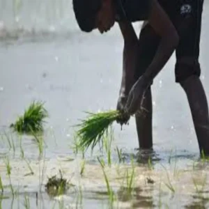 June farming profitable crop options