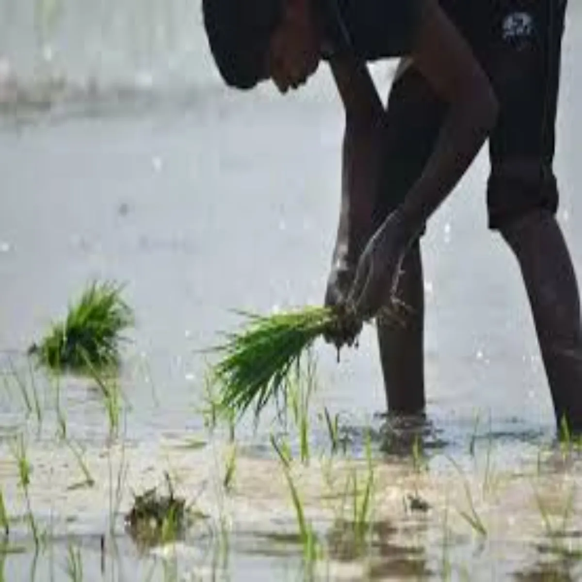 Farming farming jun men behtr kmaee