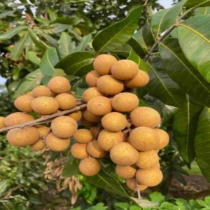 Longan farming bilaspur farmers