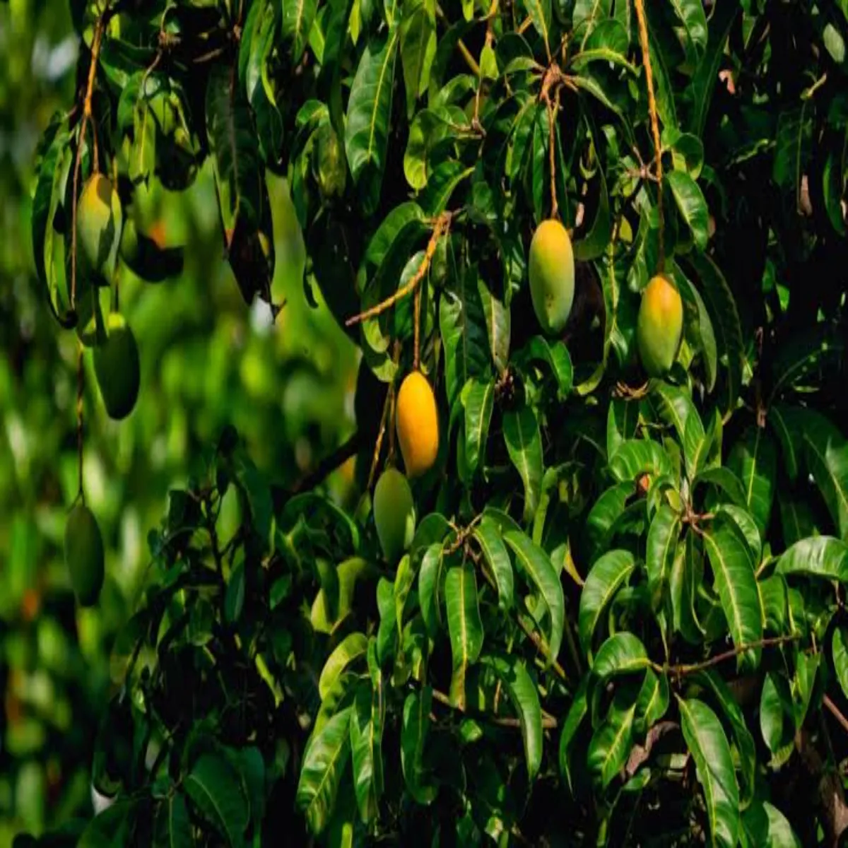 Mango farming mango farming sar kisanon