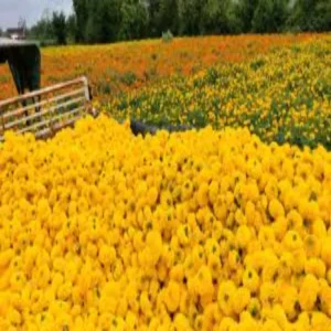 Marigold farming farmers income growth