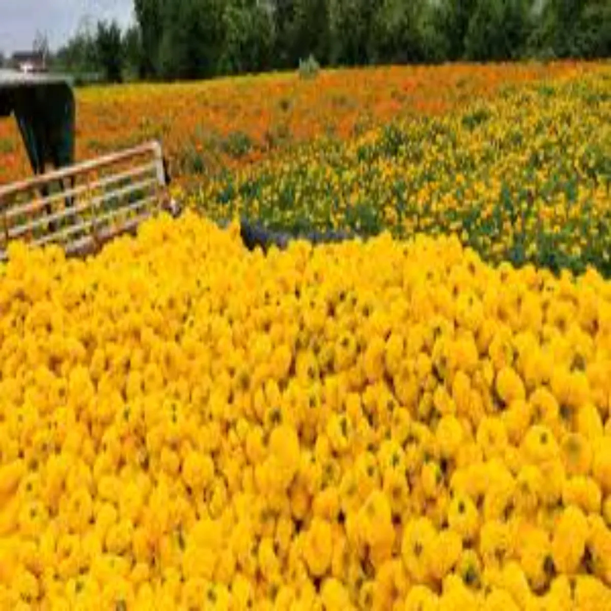 Marigoldfarming marigoldfarming srguja men genda kheti