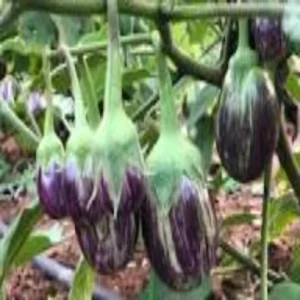 Moradabad farmer natural brinjal farming