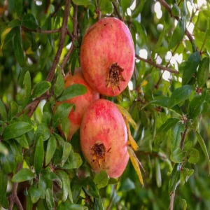 Nagaur farmer pomegranate success