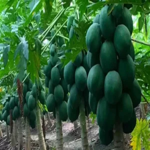 Papaya farming organic income success