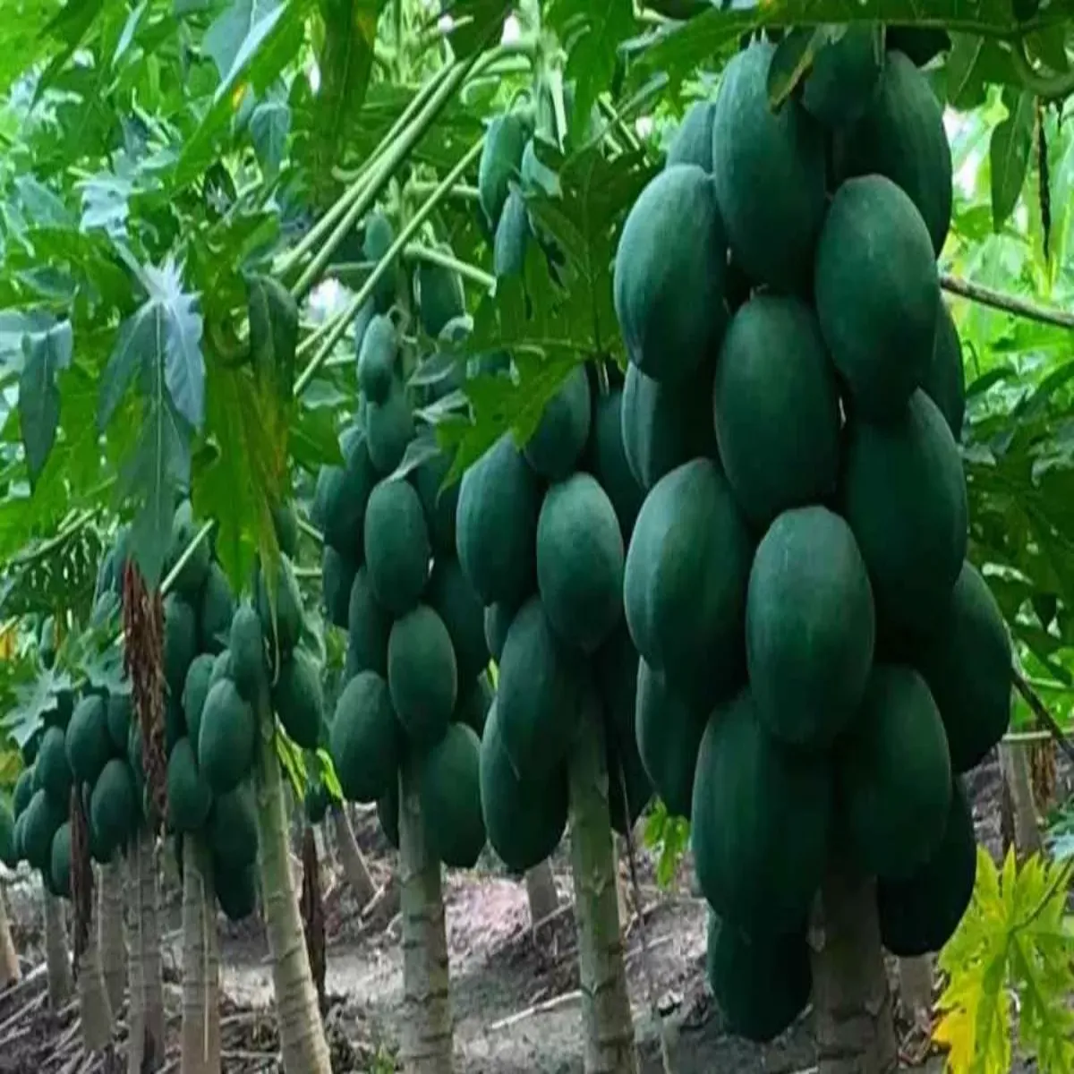 Papaya farming papaya farming jaivik ppita