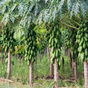 Papaya farming profit on five acres